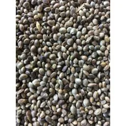 Visaasonline Oily Hanf Visready